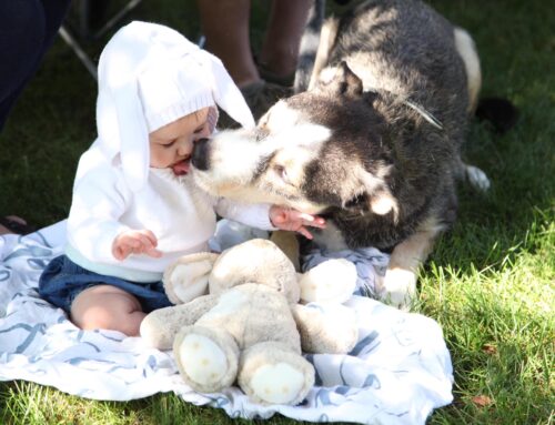 Pet Blessing on the Front Lawn